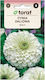 Dahlia Zinnia Albă 1g