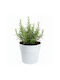 HowHomely White Flower Pot 11.5cm