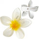 Ecarla Hair Clip-clip Flower Moana Ombre 6cm White Yellow Sp404