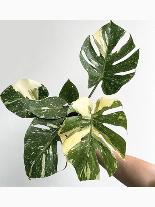 Monstera Thai Constellation Small