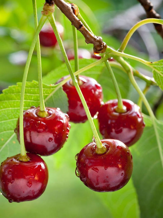 Κερασιά Regina – Prunus Avium 15 Εκ Κερασιά Regina – Prunus Avium 15 Εκ