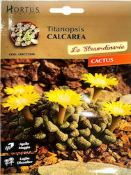 Primasem Semințe Cactus