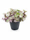 Callisia Rosato 5,5 Cm Pink Panther Pink Lady Oder Turtle Vine