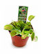 Fleischfresser Pflanze Dionaea Muscipula 9cm