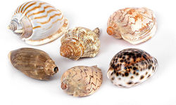 Shells 15 Designs 4.5x8cm Per Set 12 Pieces