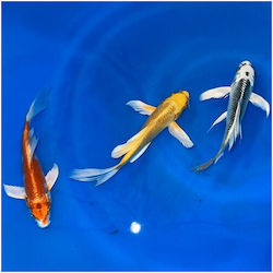 Koi Butterfly Клас А 8см