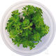 Live Aquarium Plants Limnophila Heterophylla Epaqvitro 100 Ml Cup