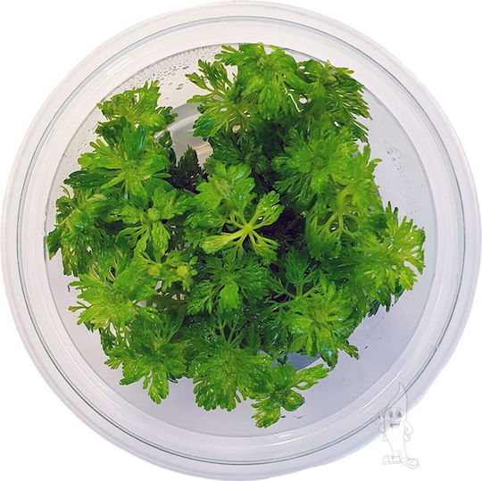 Live Aquarium Plants Limnophila Heterophylla Epaqvitro 100 Ml Cup