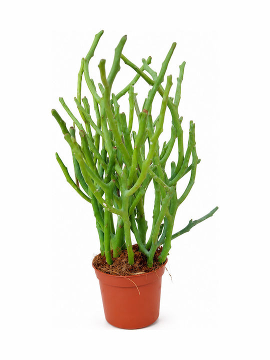 Μολυβοδενδρο Ινδικη Ευφορβια Euphorbia Tirucalli 8 X 23 Milvaflowers Μολυβοδενδρο Ινδικη Ευφορβια Euphorbia Tirucalli 8 X 23 Milvaflowers