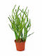 Moluvidendru Indian Euphorbia Euphorbia Tirucalli 8 X 23 Milvaflowers