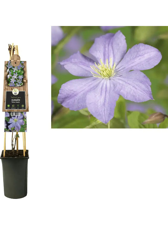 Κληματίδα Clematis Prince Charles Κληματίδα Clematis Prince Charles