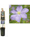 Κληματίδα Clematis Prince Charles