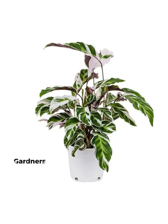 Καλαθέα Calathea Fusion White Καλαθέα Calathea Fusion White