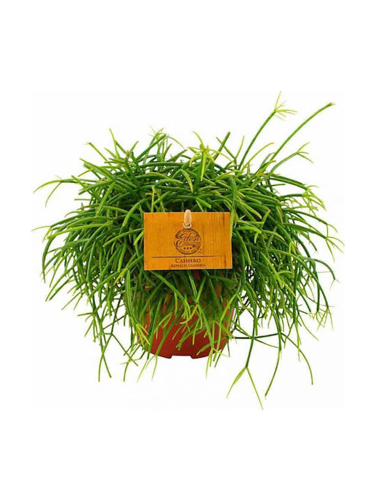 Rhipsalis 'cashero' 12cm