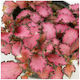Fittonia Albivenis Ροζ Υδρόφιλο Φυτά Ενυδρείου