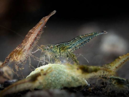 Neocaridina Davidi "Wild Type" 10 Bucăți