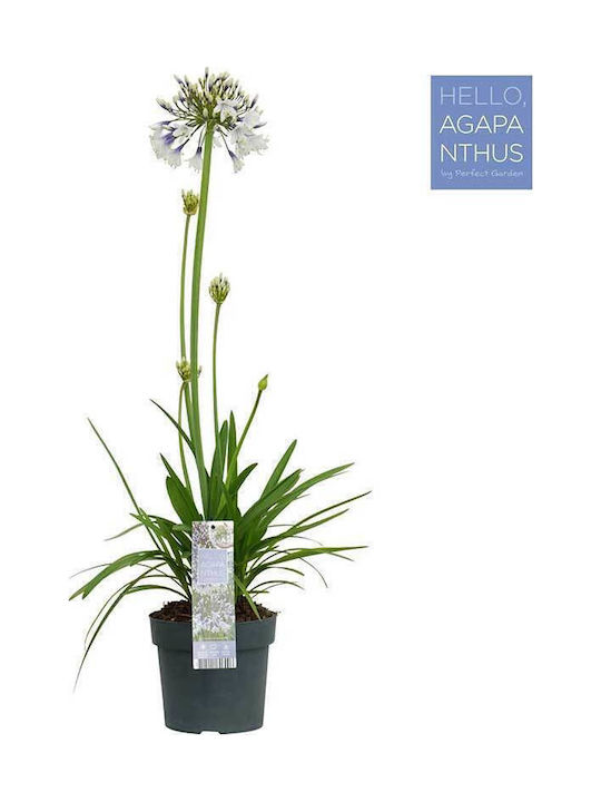 Agapanthus 'fireworks' 19cm Agapanthus 'fireworks' 19cm