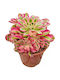Aeonium 'pink Witch' 17cm