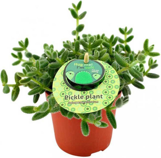 Delosperma Echinatum 12cm