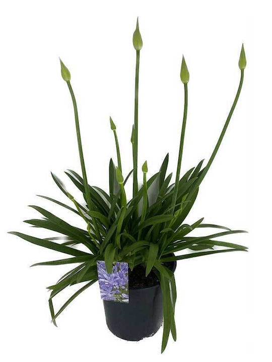 Agapanthus 'crystal Blue' 19cm Agapanthus 'crystal Blue' 19cm