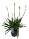 Agapanthus Kristallblau 19cm
