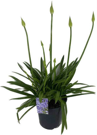 Agapanthus Kristallblau 19cm Agapanthus Kristallblau 19cm
