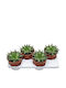 Aloe Polyphylla 17cm