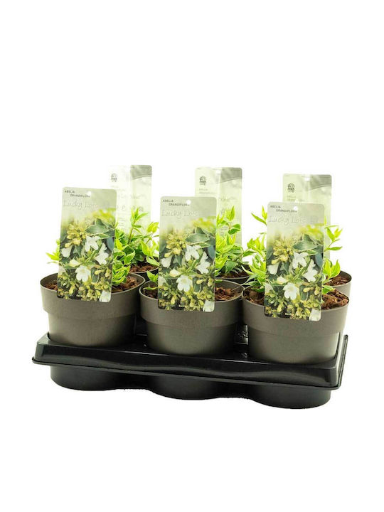 Abelia 'lucky Lots' 15cm Abelia 'lucky Lots' 15cm
