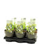Abelia 'Lucky Lots' 15cm