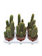 Trichocereus Huascha 12cm