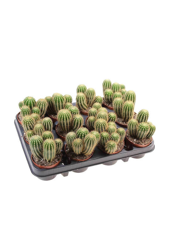 Trichocereus Spachianus 8,5 cm Trichocereus Spachianus 8,5 cm