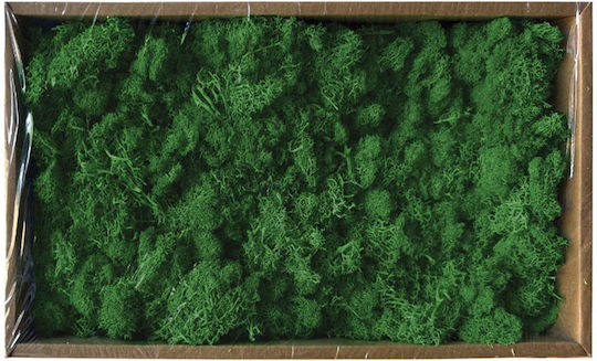 Verpackung 500g Natürliches Grünes Bastelmoos 00-68907