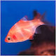 Roter Tiger Barb 3-4cm