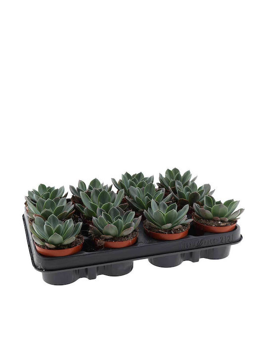 Echeveria 'blue Prince' 8.5cm