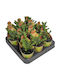 Euphorbia Lenewtonii 6,5 cm