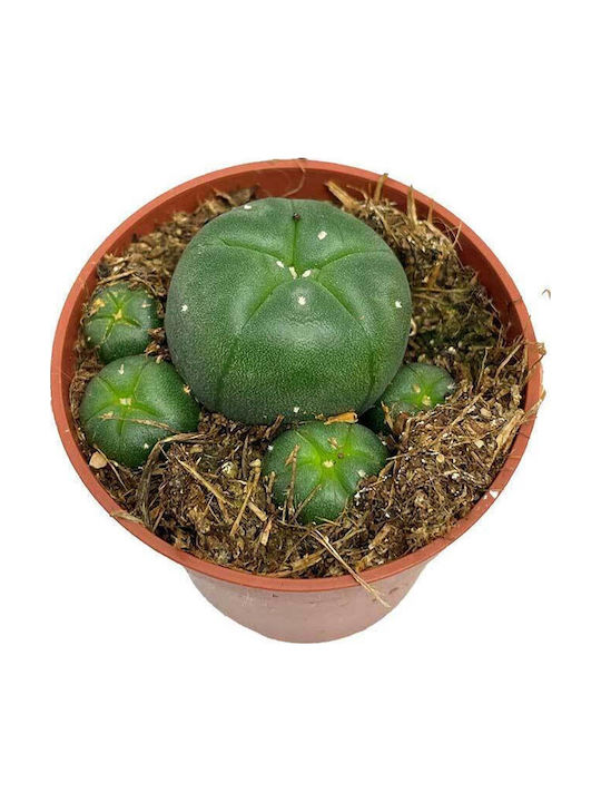 Lophophora Williamsii 5.5cm Lophophora Williamsii 5.5cm