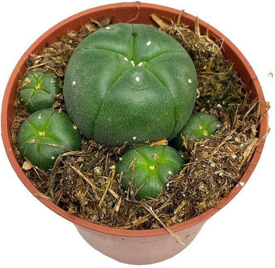 Lophophora Williamsii 5.5cm