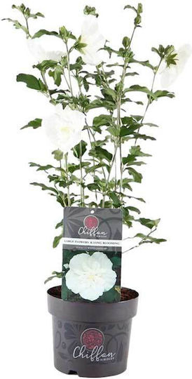 Hibiscus 'white Chiffon' 19cm