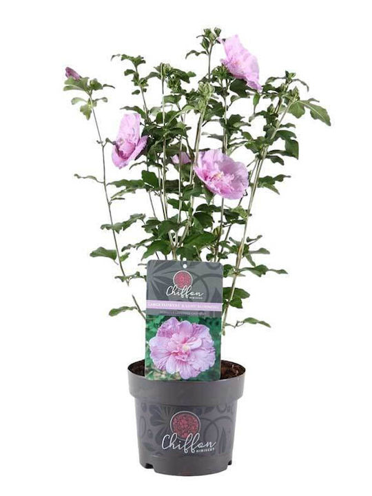 Hibiscus 'lavender Chiffon' 19cm Hibiscus 'lavender Chiffon' 19cm