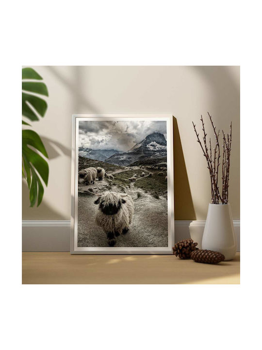 Poster Sheep Pst25129 40cm X 50cm Premium Black Wooden Frame