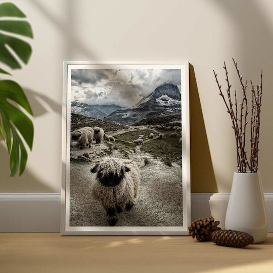 Poster Sheep Pst25129 40cm X 50cm Premium Black Wooden Frame