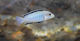 Labidochromis Caeruleus Nkhomo Reef 3-4cm