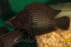 Altolamprologus Calvus "black Pectoral" Congo Lupota 3-4cm