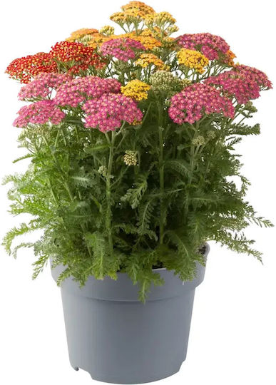 Ахилея Achillea Millefolium Триколор Смес