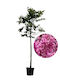 Judasbaum Cercis Siliquastrum