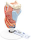 Larynx Medical Training Manikin 2 Parts 1000273