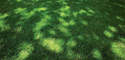 Festuca Arundinacea Starlett 1kg