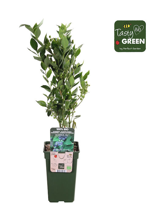 "μύρτιλο Blueberry" Vaccinium Corymbosum Reka Bio "μύρτιλο Blueberry" Vaccinium Corymbosum Reka Bio