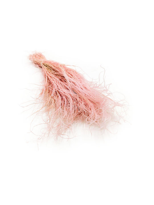 Изсушена Переста Трева Stipa Pennata Heather