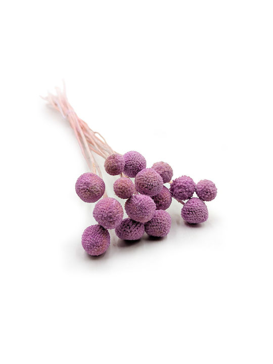 Dried Craspedia Craspedia Extra Purple Bouquet 15 Pcs